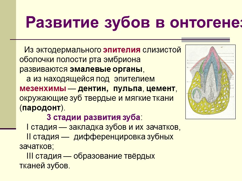 Из эктодермального эпителия слизистой оболочки полости рта эмбриона развиваются эмалевые органы,  а из